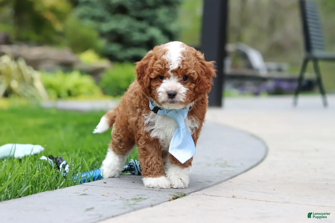Cavapoo dogs for sale: Frankie - Ad 1