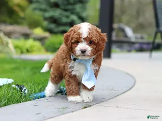 Cavapoo dogs for sale: Frankie - Ad 1