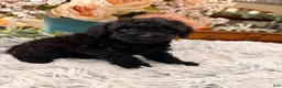 Miniature Poodle dogs for sale: Miniature Poodle 1 - Ad 4