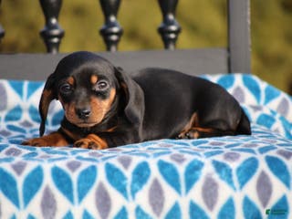 Miniature Dachshund dogs Bridget - Ad 15