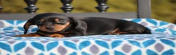 Miniature Dachshund dogs for sale: Bridget - Ad 1