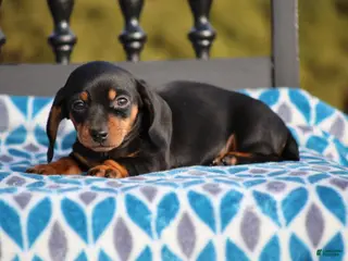 Miniature Dachshund dogs Bridget - Ad 26