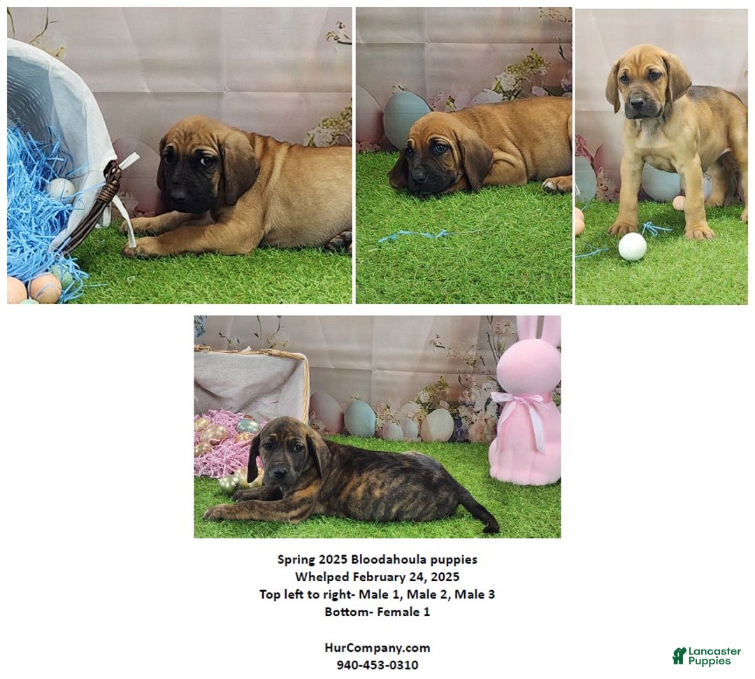 Mixed Breed dogs for sale: 2025 Bloodahoula Male 1 "Huck" - Ad 26