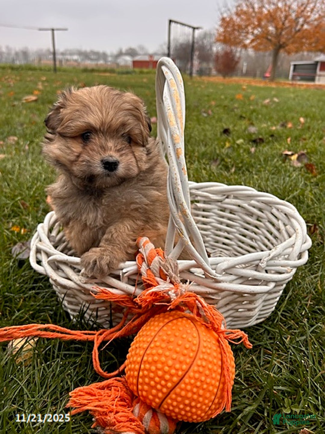 Pomapoo dogs for sale: Nora - Ad 2