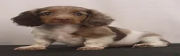 Dachshund dogs for sale: willie Jr  - Ad 12