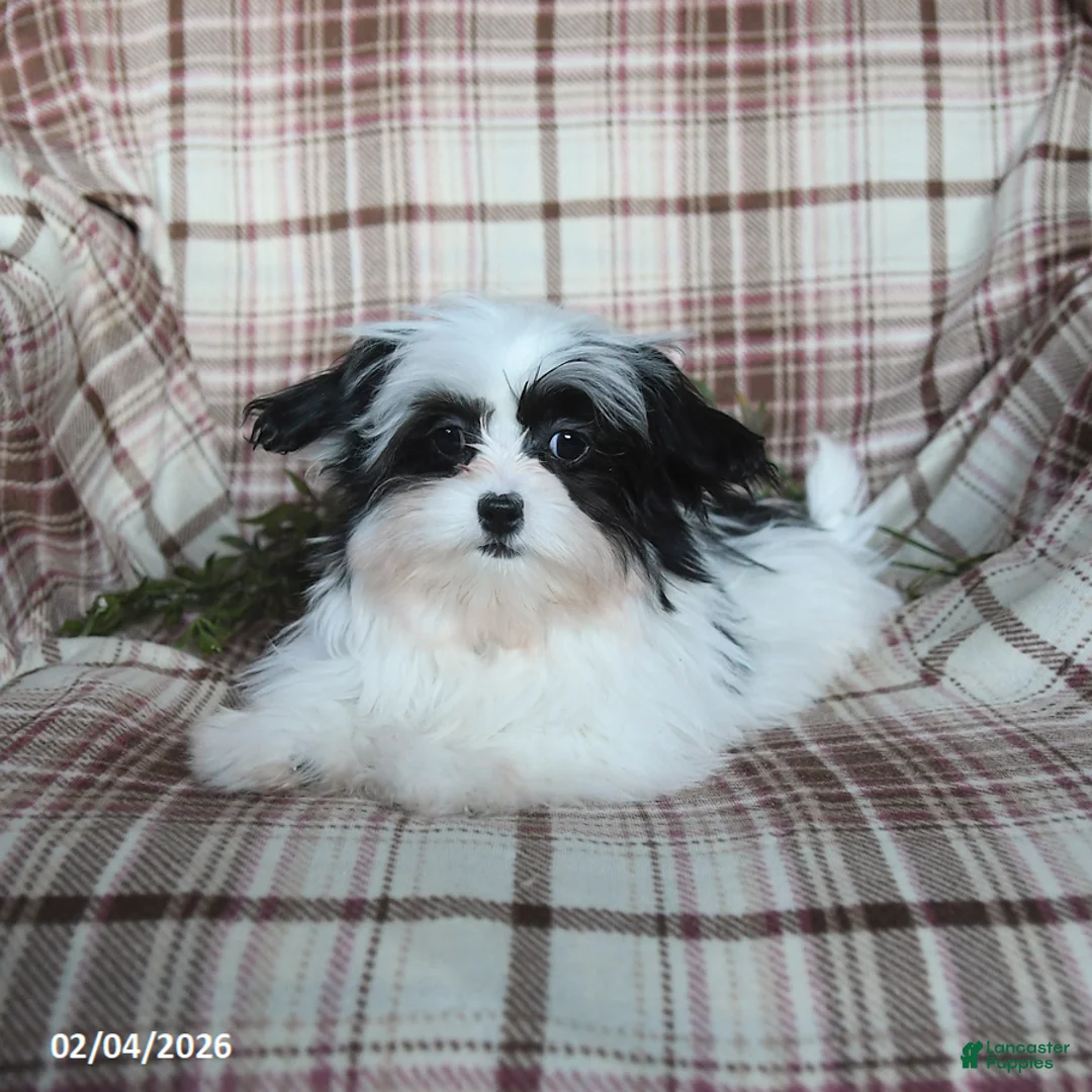 Malshi dogs for sale: Ivy - Ad 5