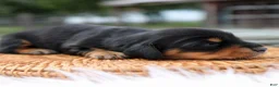 Miniature Dachshund dogs for sale: Donald Miniature Dachshund Puppy  - Ad 2