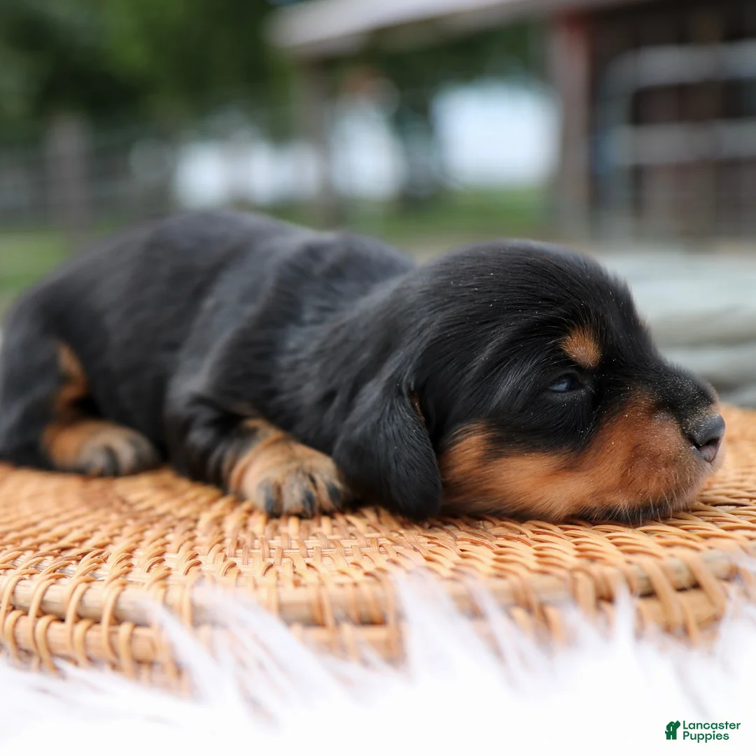 Miniature Dachshund dogs for sale: Donald Miniature Dachshund Puppy  - Ad 2