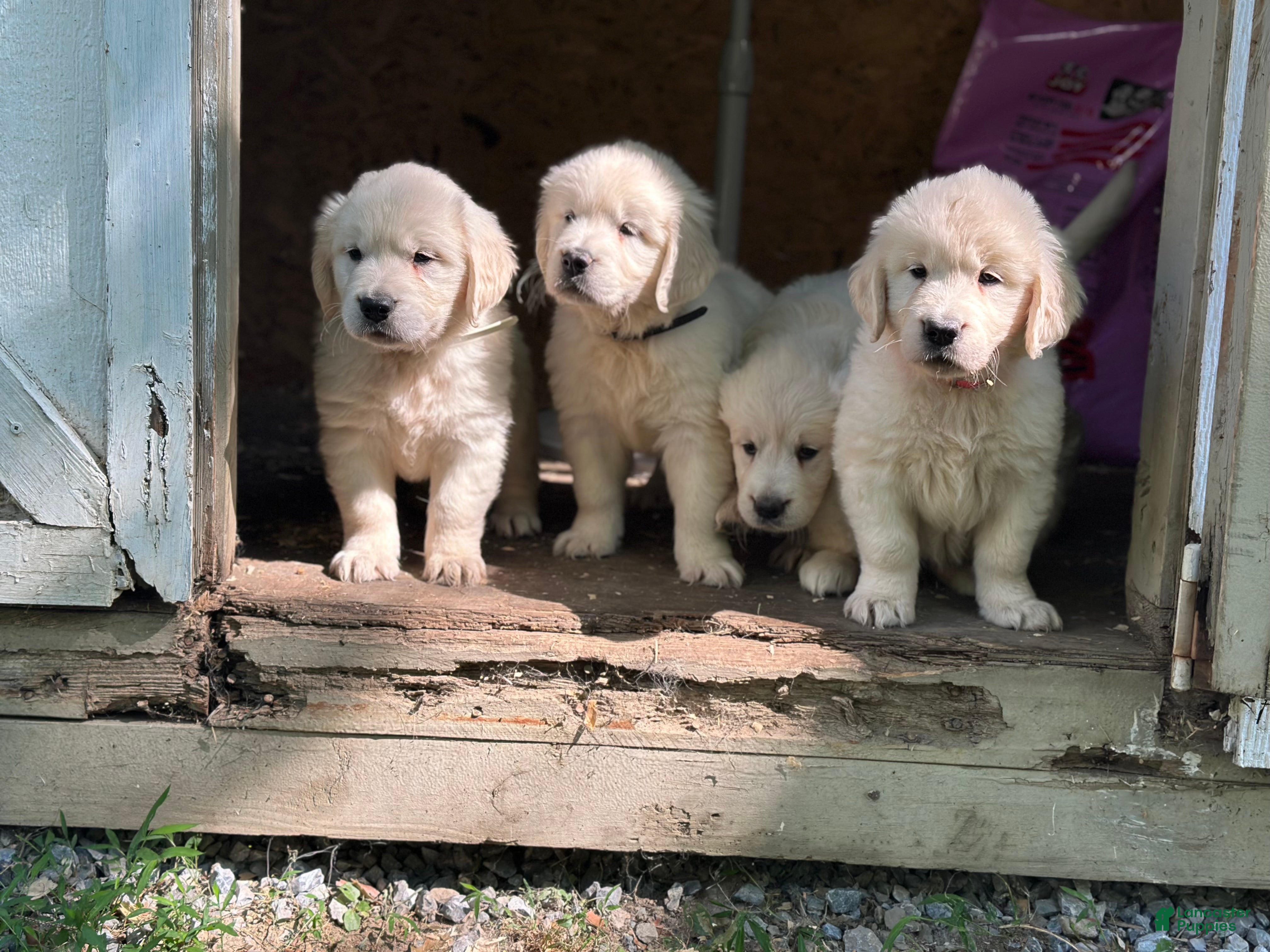 Golden Retriever dogs Golden Retriever 1 - Ad 2