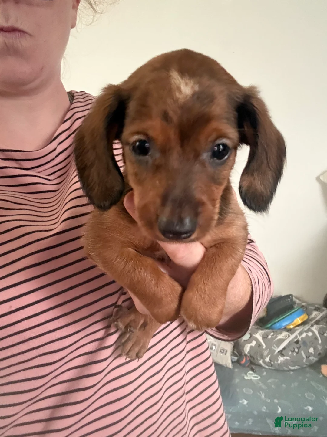 Miniature Dachshund dogs for sale: Miniature Dachshund 5 - Ad 2