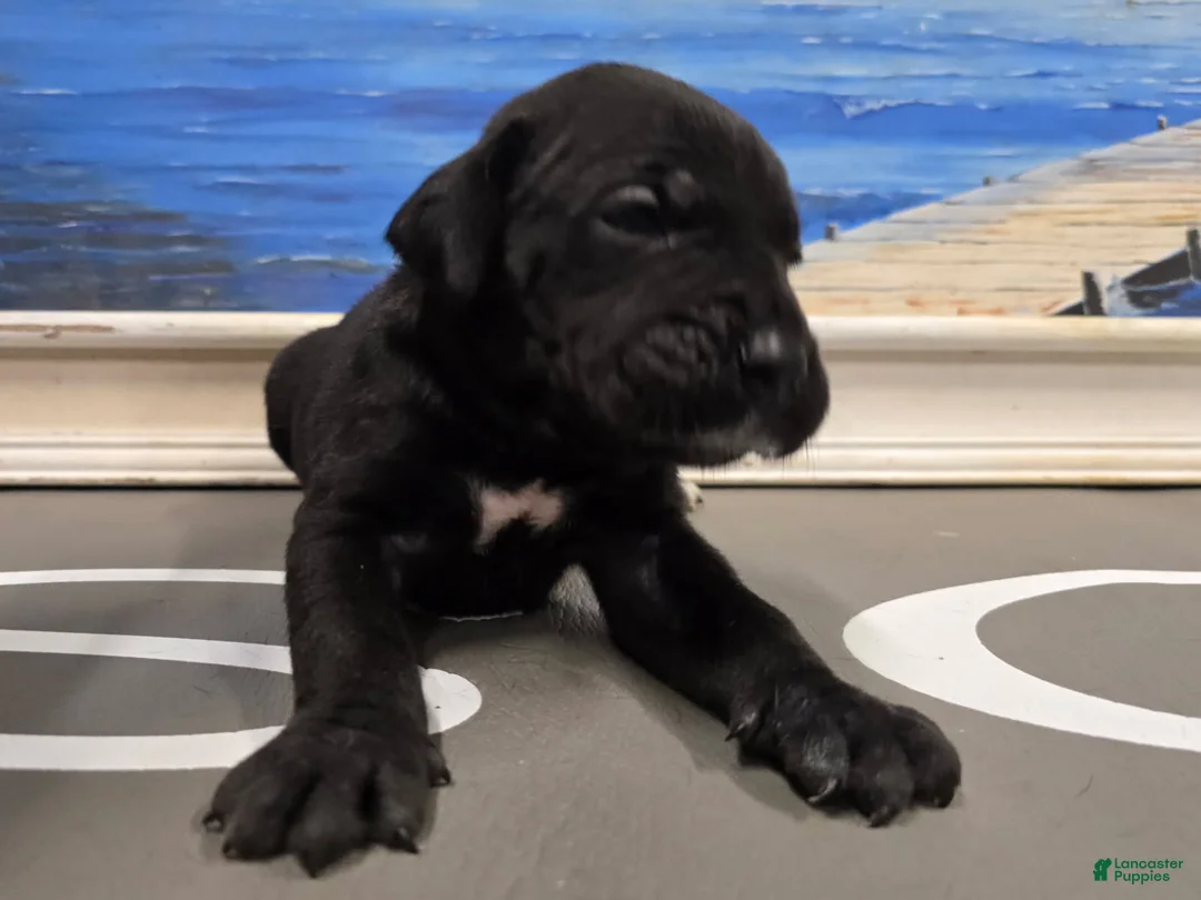 Cane Corso dogs for sale: Rogue - Ad 6