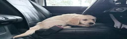 Golden Retriever dogs for sale: Barbie of Avalon - female Golden retriever great Service dog prospect ! - Ad 3