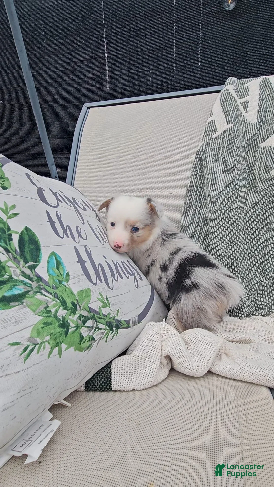 Mixed Breed dogs for sale: Reed - Ad 4