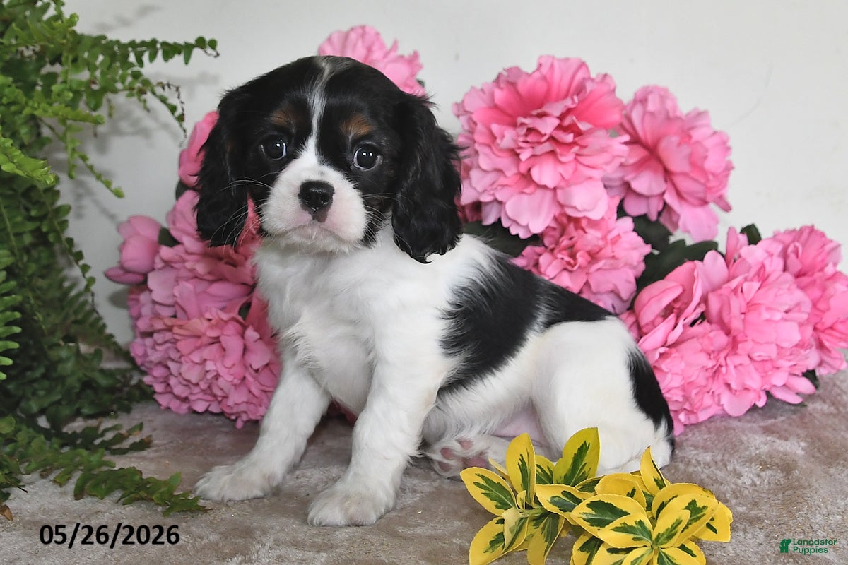 Cavalier King Charles Spaniel dogs Samantha - Ad 1