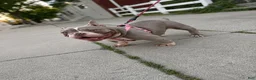 American Bully dogs for sale: Blue  - Ad 8