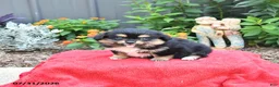 Mixed Breed dogs for sale: Muffin - Ad 4