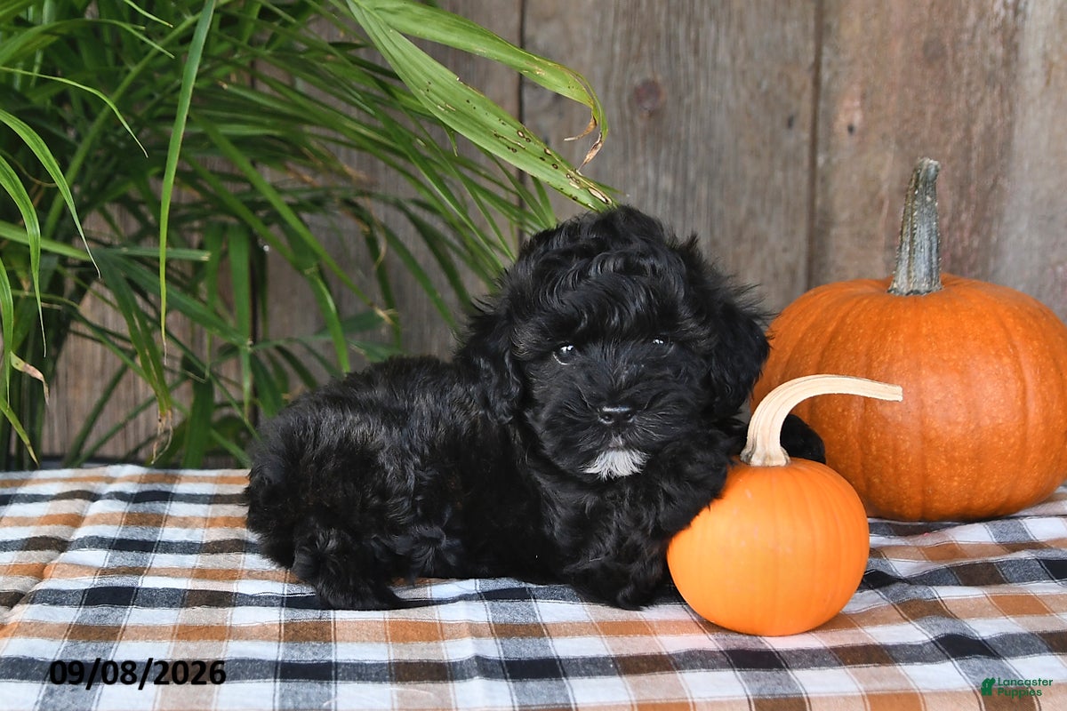 Havapoo dogs Rocky - Ad 1