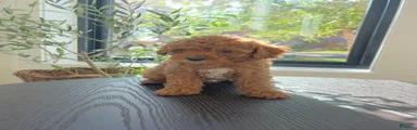 Cavapoo 1