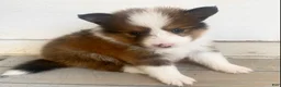 Shetland Sheepdog dogs for sale: Seamus - Ad 4