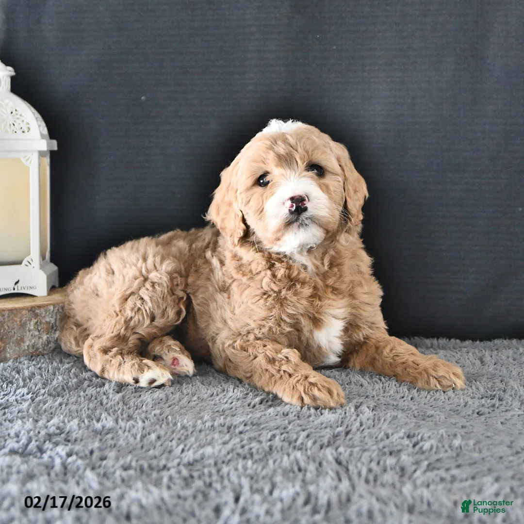 Mini Goldendoodle dogs for sale: Anne - Ad 3
