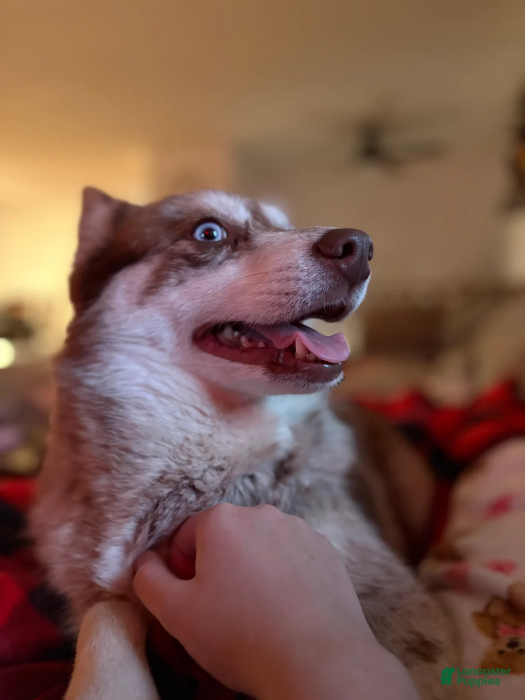 Pomsky dogs for sale: Simba Pomsky Puppy 3 - Ad 7