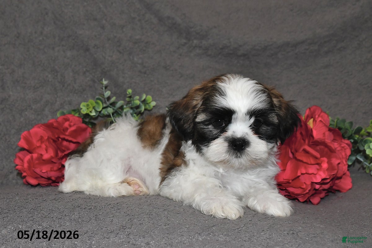 Shih Tzu dogs Jack - Ad 2