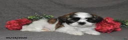 Shih Tzu dogs for sale: Jack - Ad 2