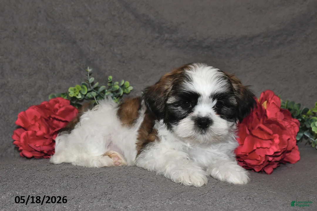 Shih Tzu dogs for sale: Jack - Ad 2