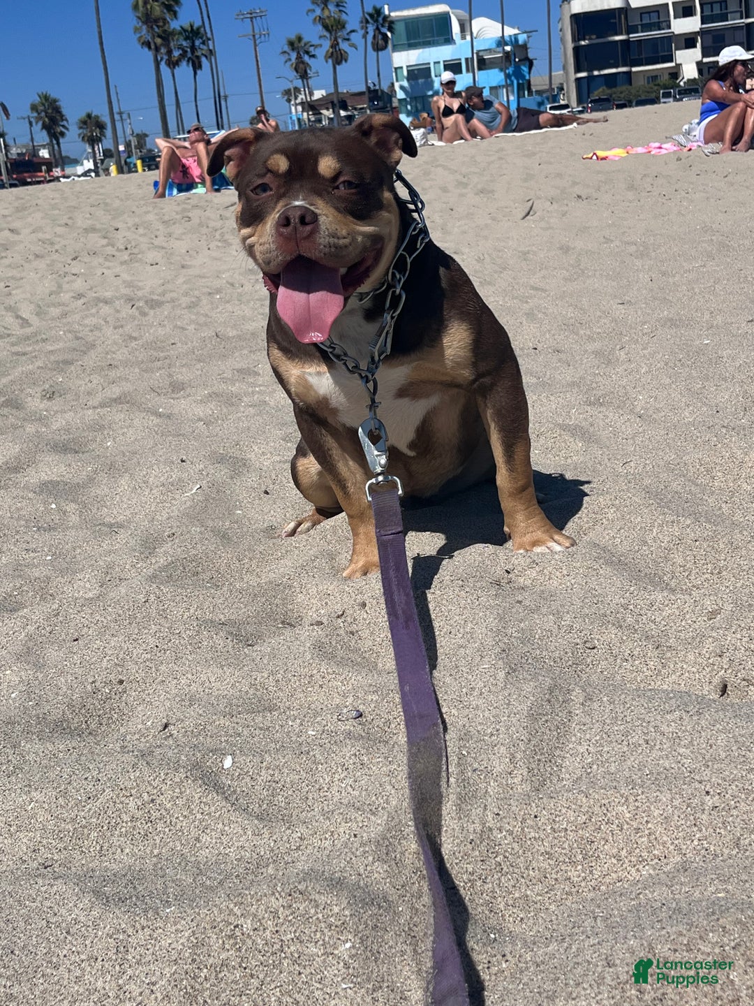 American Bully dogs for sale: American Bully Puppy 5 - Ad 2