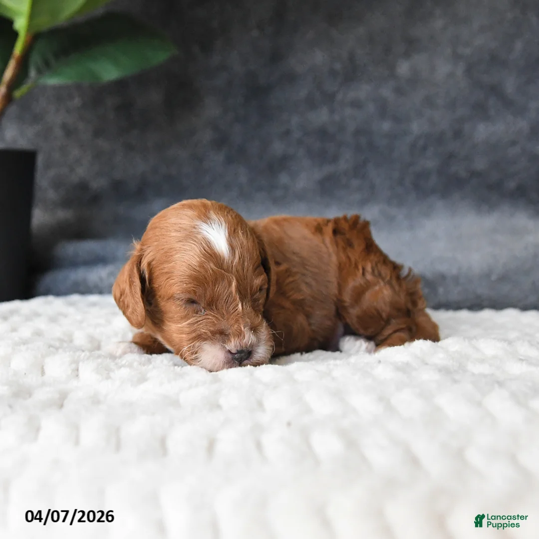 Cavapoo dogs for sale: Maple   - Ad 1