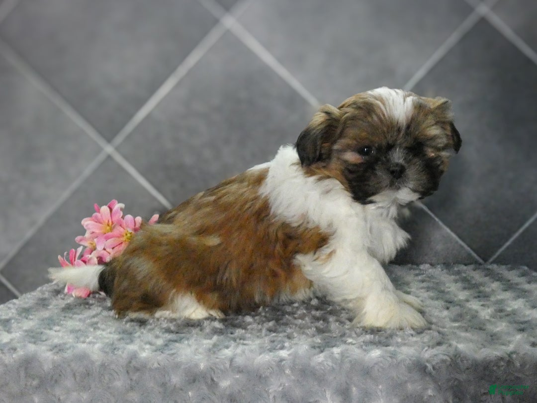 Shih Tzu dogs for sale: Rosie - Ad 3