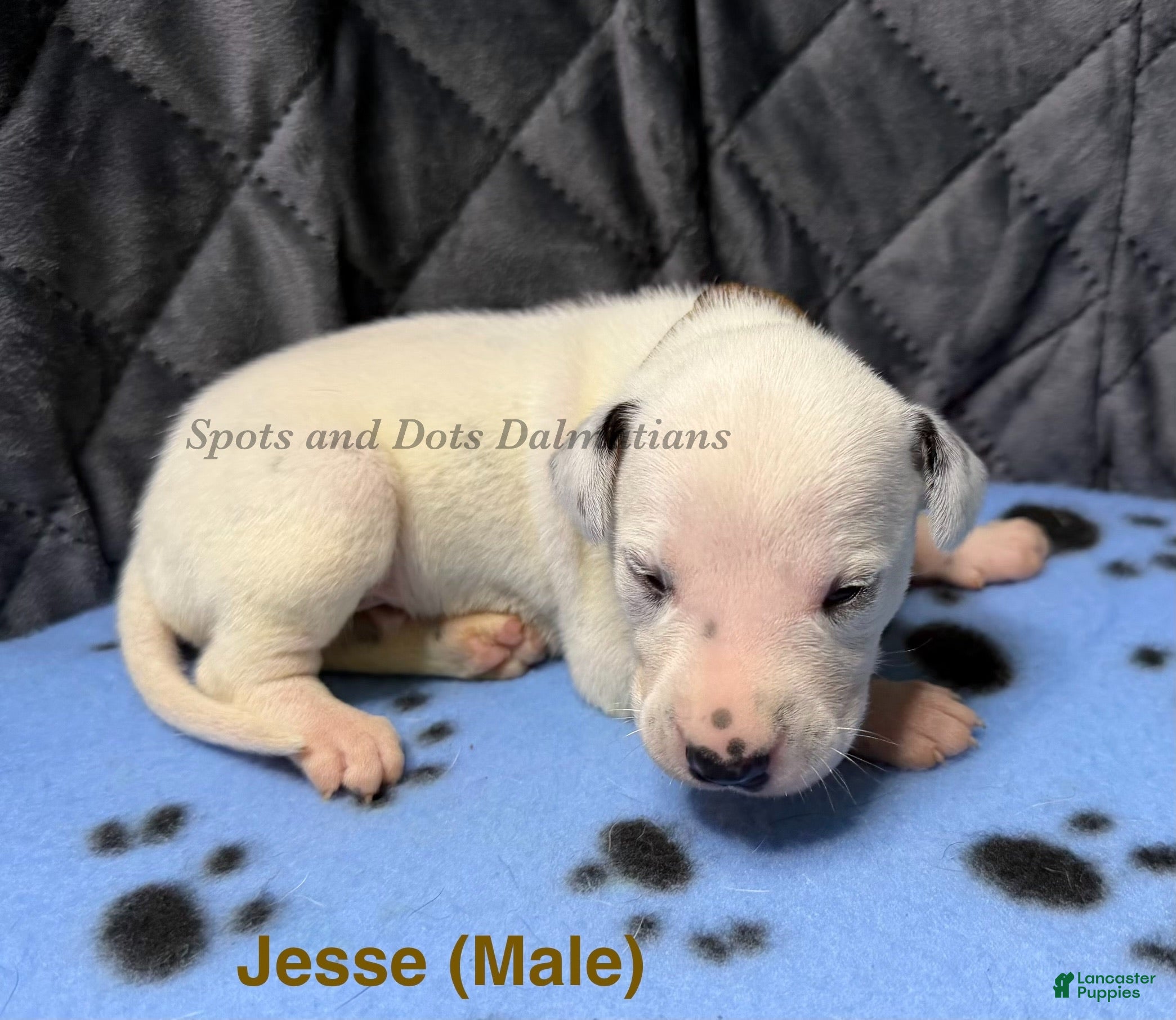 Jesse