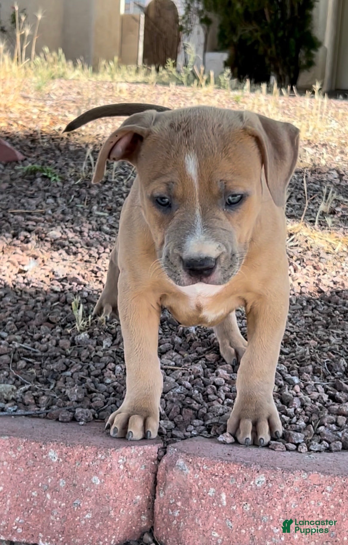 American Bully dogs JADE - Ad 15