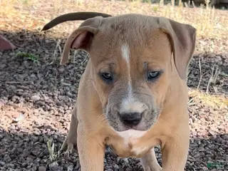 American Bully dogs JADE - Ad 4