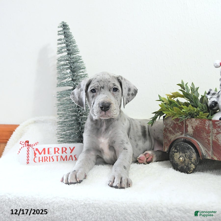 Great Dane dogs Ivy - Ad 3