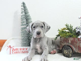 Great Dane dogs Ivy - Ad 3