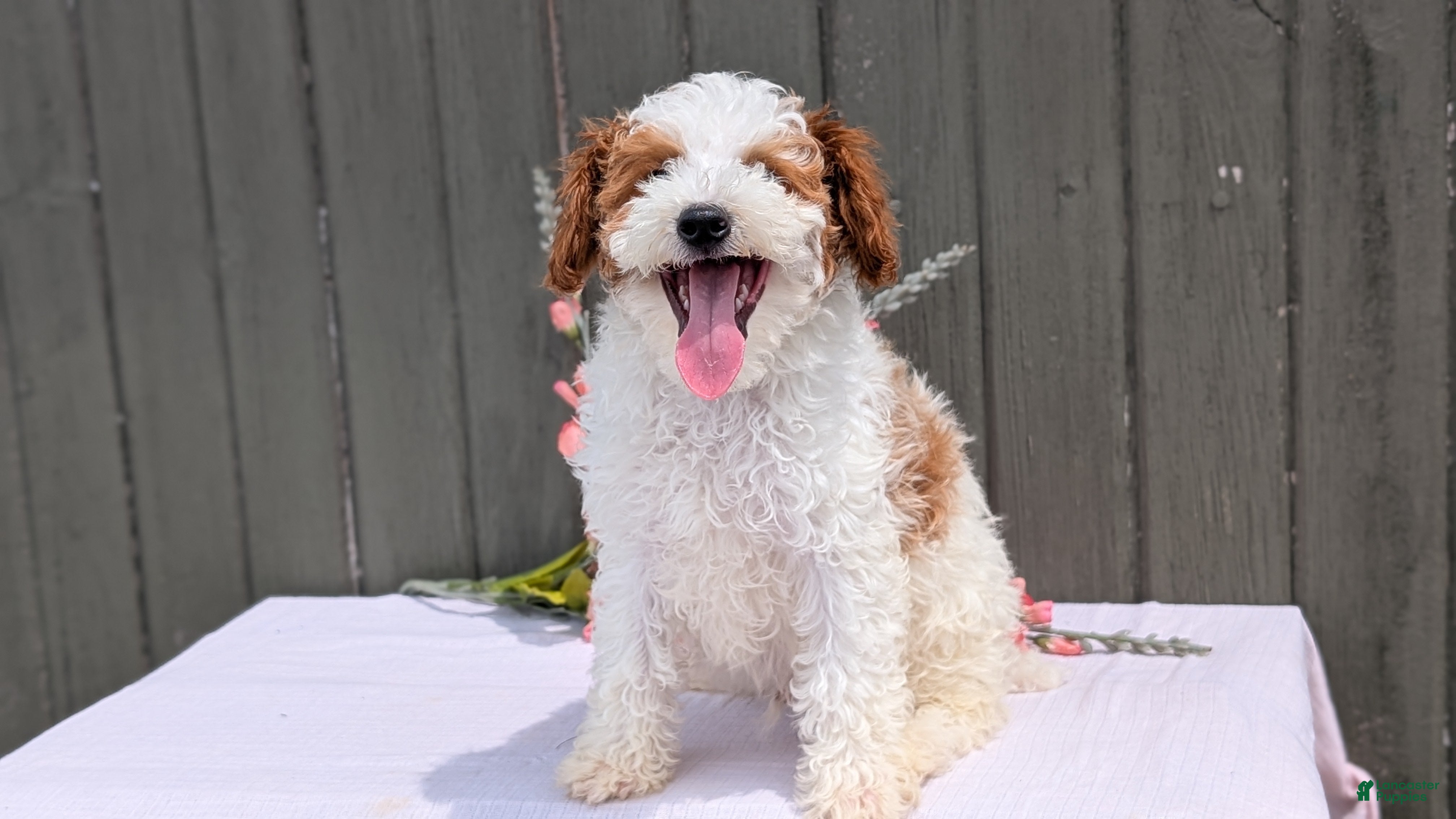 Miniature Poodle dogs Apollo - Ad 2