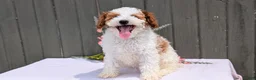 Miniature Poodle dogs for sale: Apollo - Ad 2