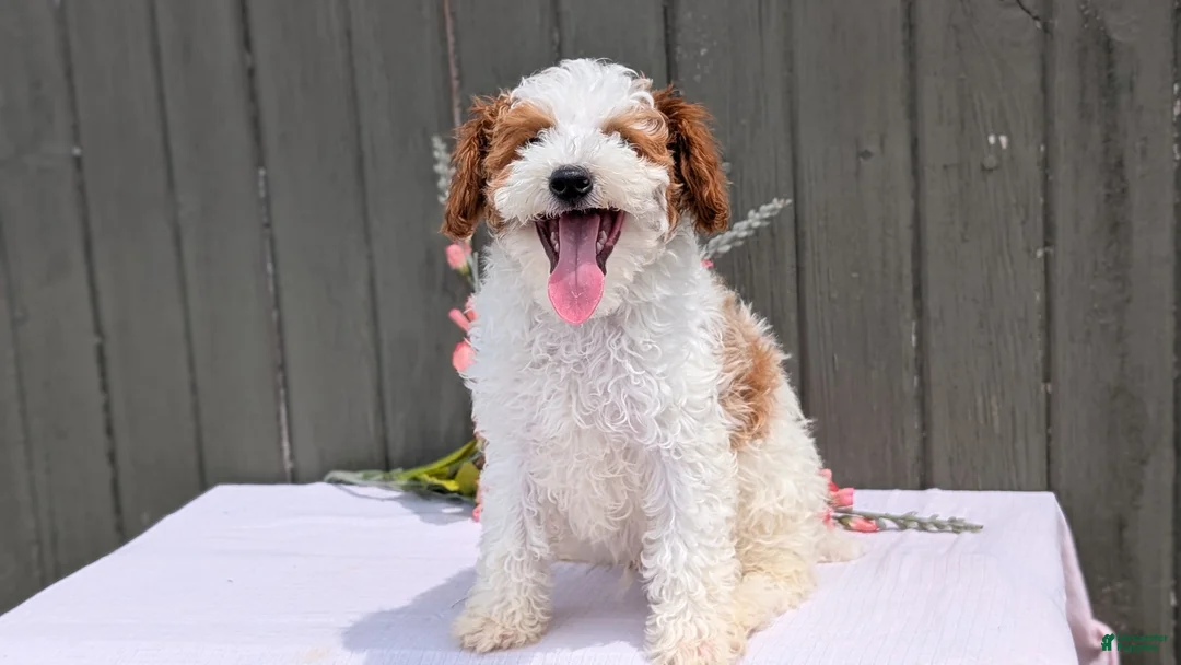 Miniature Poodle dogs for sale: Apollo - Ad 2