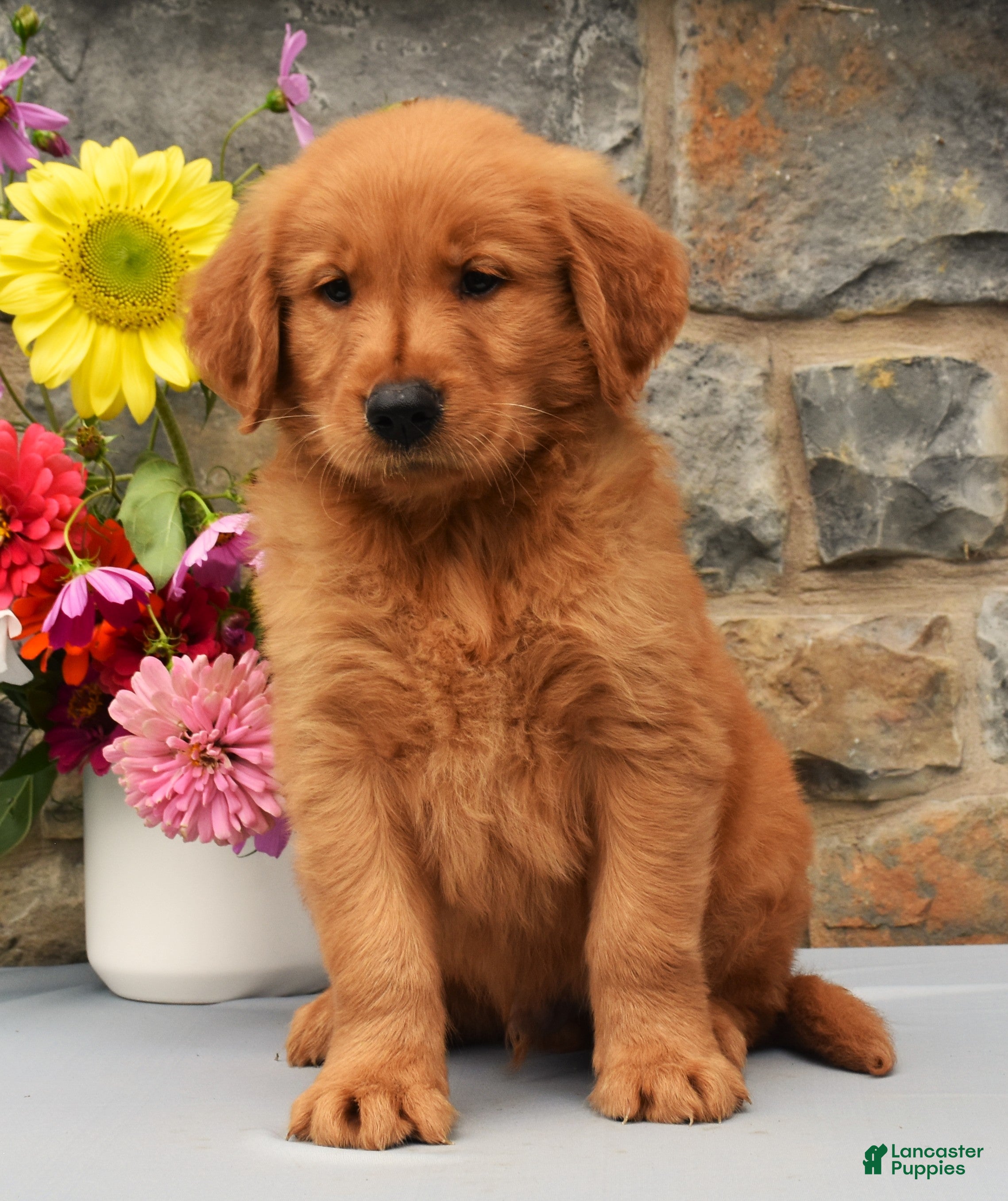 Golden Retriever dogs Carl - Ad 2