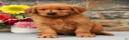 Golden Retriever dogs for sale: Carl - Ad 2