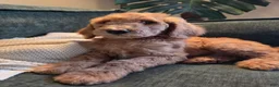 Labradoodle dogs for sale: Cubano - Red collar  - Ad 1