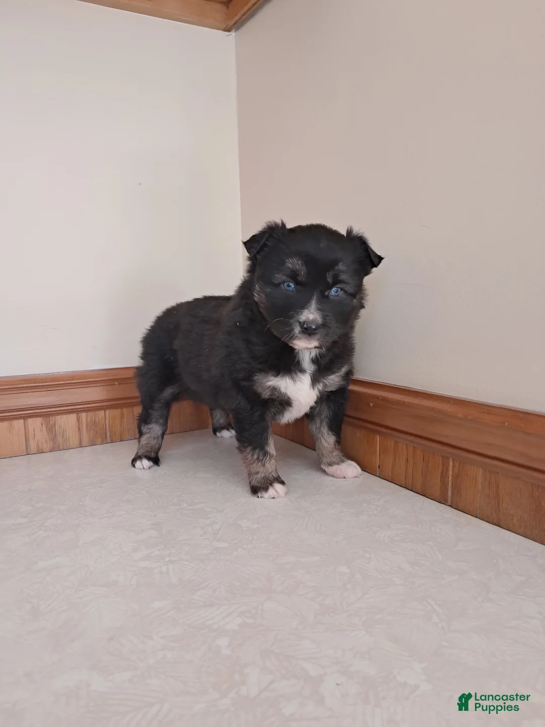 Miniature Australian Shepherd dogs for sale: Miniature Australian Shepherd Puppy 1 - Ad 3