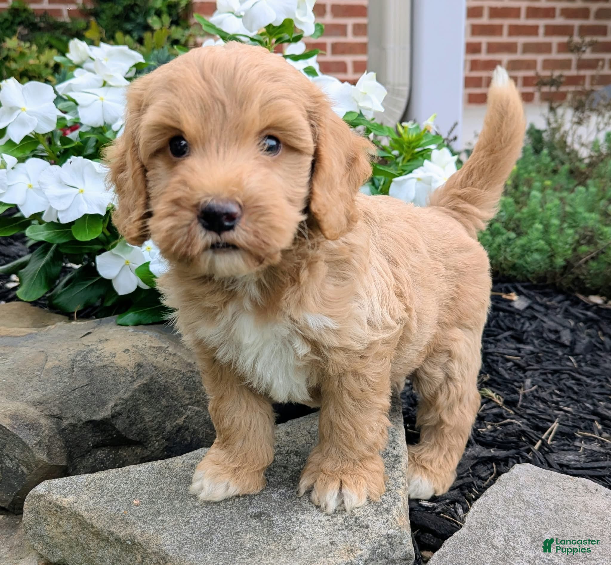 Mini Goldendoodle dogs Percy F1B - Ad 2