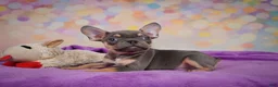 French Bulldog dogs for sale: Bobby - Ad 4