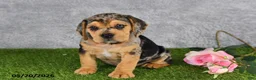 Beabull dogs for sale: Tristan - Ad 2