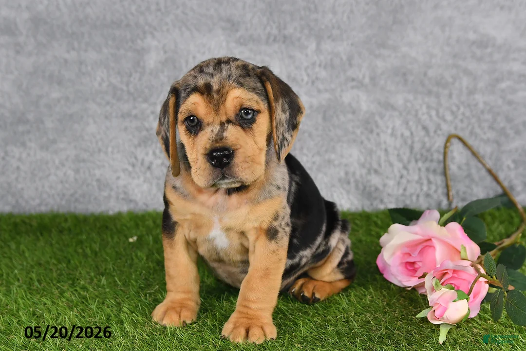 Beabull dogs for sale: Tristan - Ad 2