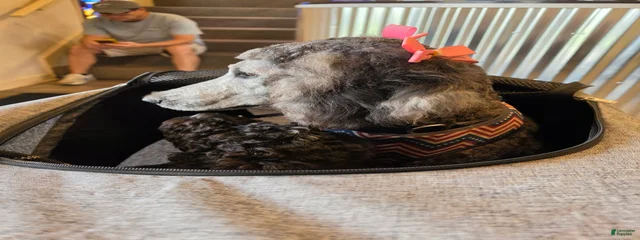 Sophie