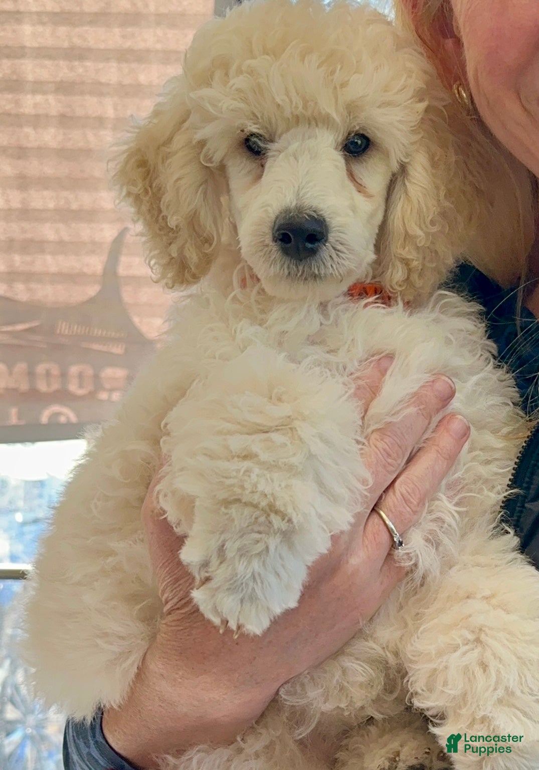 Miniature Poodle dogs Miniature Poodle 1 - Ad 1
