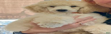 Miniature Poodle 1